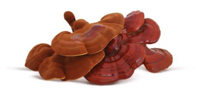 Reishi